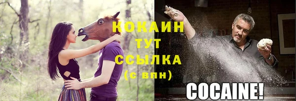 индика Новозыбков